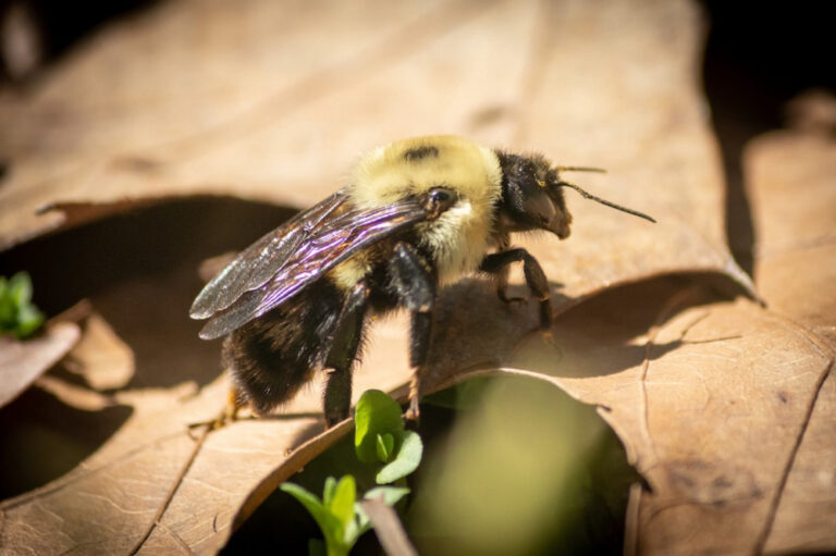 Are Carpenter Bees Poisonous