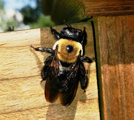 Bumble Bees and Carpenter Bees