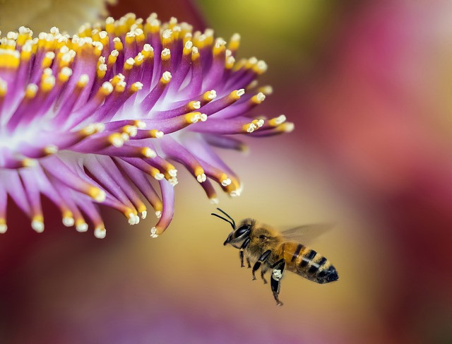 Facts About Bees and Flowers