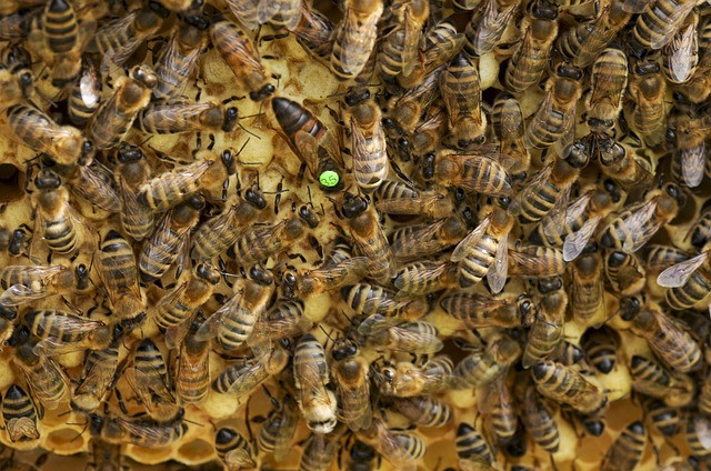 How Many Eggs Does a Queen Bee Lay Each Day