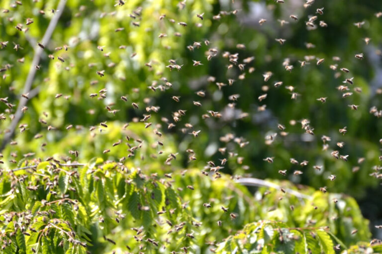 killer-bee-facts-bee-amazed-a-fun-guide-to-bees-for-curious-kids