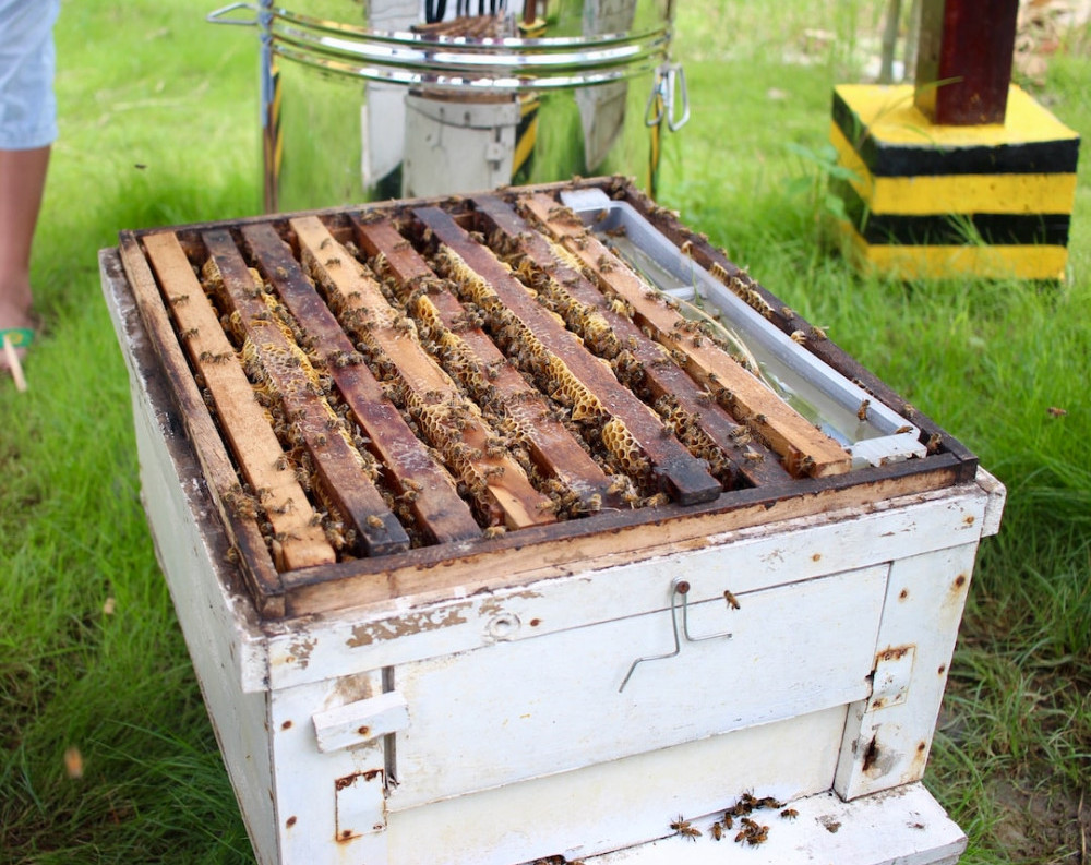 Honey Bee Hive Facts