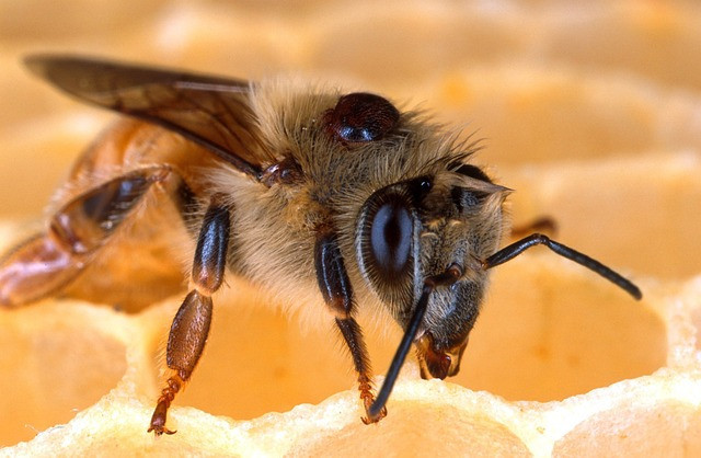 Pest of Honey Bee