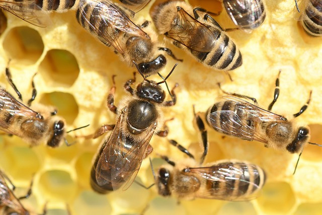 Queen Honey Bee Information