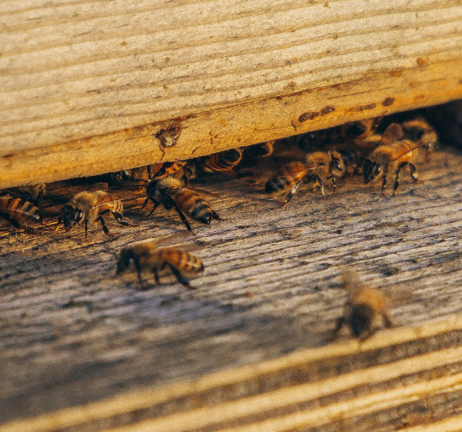 Worker Honey Bee Facts