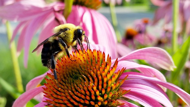 Discovering Bumble Bees Now: Vital Pollinators in Action