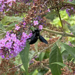 Discover the Black Bumble Bee Now: Pollinator’s Vital Role