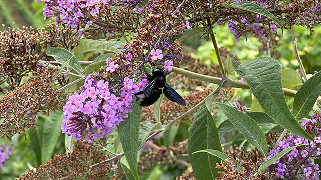Discover the Black Bumble Bee Now: Pollinator’s Vital Role