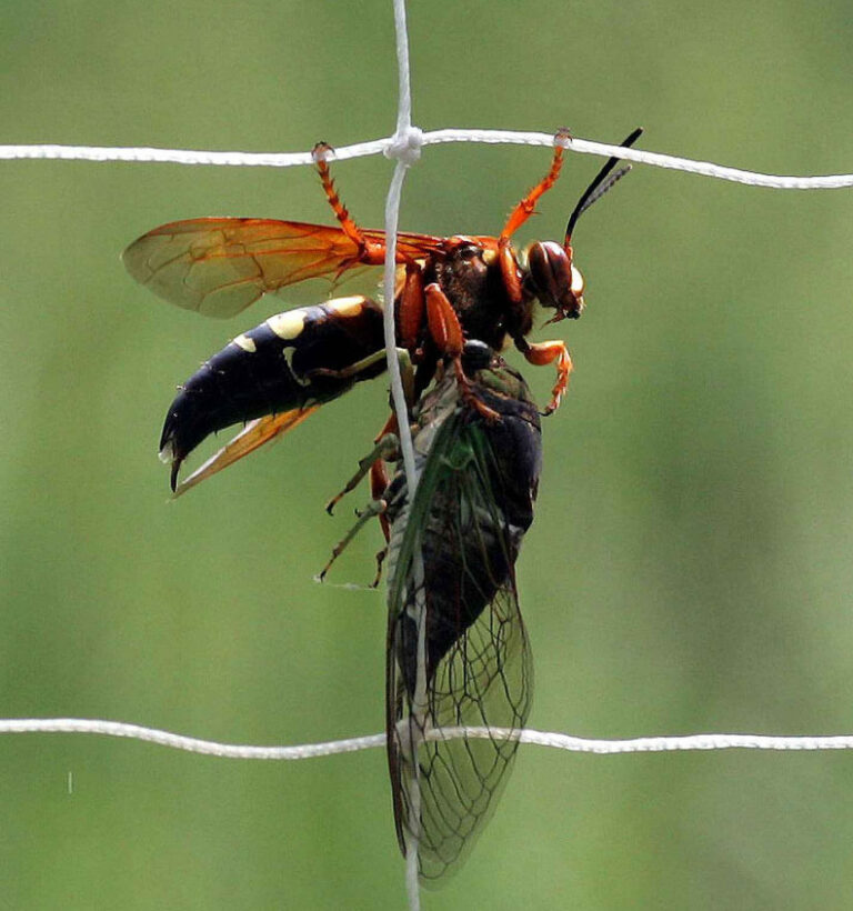 deadly wasp