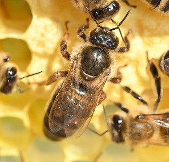 Unlocking the Mysteries of the Queen Bee Life Cycle